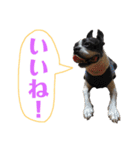 ぼちぼち、ボス太郎です。第2弾（個別スタンプ：34）