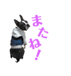 ぼちぼち、ボス太郎です。第2弾（個別スタンプ：36）