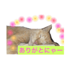 あいらぶきなこ 猫（個別スタンプ：1）