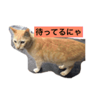 あいらぶきなこ 猫（個別スタンプ：22）