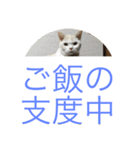にゃんたち4（個別スタンプ：1）