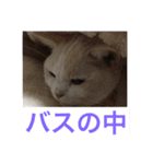 にゃんたち4（個別スタンプ：2）
