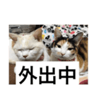 にゃんたち4（個別スタンプ：3）