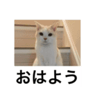 にゃんたち4（個別スタンプ：4）