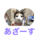 にゃんたち4（個別スタンプ：5）