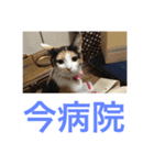 にゃんたち4（個別スタンプ：7）