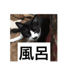 にゃんたち4（個別スタンプ：8）