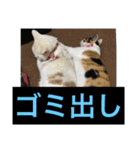 にゃんたち4（個別スタンプ：10）
