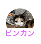 にゃんたち4（個別スタンプ：11）