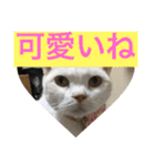 にゃんたち4（個別スタンプ：12）