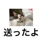 にゃんたち4（個別スタンプ：14）