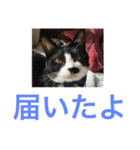 にゃんたち4（個別スタンプ：15）
