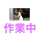 にゃんたち4（個別スタンプ：16）