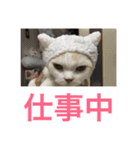 にゃんたち4（個別スタンプ：17）
