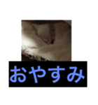 にゃんたち4（個別スタンプ：18）