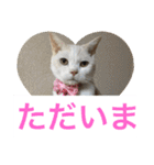 にゃんたち4（個別スタンプ：19）