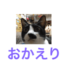 にゃんたち4（個別スタンプ：20）