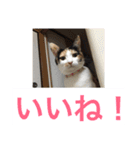 にゃんたち4（個別スタンプ：21）