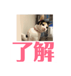 にゃんたち4（個別スタンプ：24）