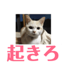 にゃんたち4（個別スタンプ：26）