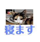にゃんたち4（個別スタンプ：27）