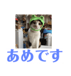 にゃんたち4（個別スタンプ：28）