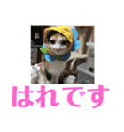 にゃんたち4（個別スタンプ：29）
