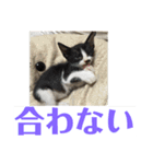 にゃんたち4（個別スタンプ：30）