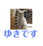にゃんたち4（個別スタンプ：31）