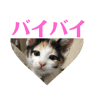 にゃんたち4（個別スタンプ：32）