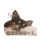 チワワの元太のスタンプ（個別スタンプ：9）