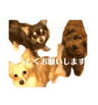 チワワの元太のスタンプ（個別スタンプ：15）