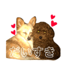 チワワの元太のスタンプ（個別スタンプ：20）