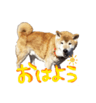 3匹の柴犬ちゃん（個別スタンプ：1）