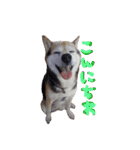 3匹の柴犬ちゃん（個別スタンプ：2）