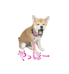 3匹の柴犬ちゃん（個別スタンプ：3）