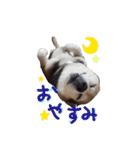 3匹の柴犬ちゃん（個別スタンプ：5）