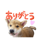 3匹の柴犬ちゃん（個別スタンプ：8）