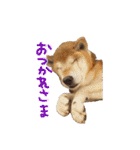 3匹の柴犬ちゃん（個別スタンプ：10）