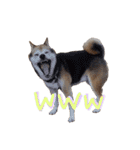 3匹の柴犬ちゃん（個別スタンプ：11）