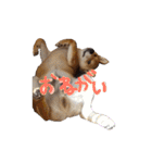 3匹の柴犬ちゃん（個別スタンプ：12）