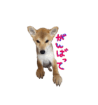 3匹の柴犬ちゃん（個別スタンプ：13）