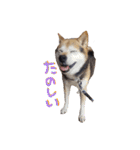 3匹の柴犬ちゃん（個別スタンプ：14）