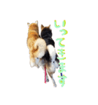 3匹の柴犬ちゃん（個別スタンプ：15）