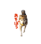 3匹の柴犬ちゃん（個別スタンプ：16）