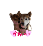 3匹の柴犬ちゃん（個別スタンプ：17）