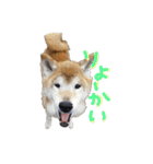 3匹の柴犬ちゃん（個別スタンプ：18）
