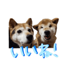 3匹の柴犬ちゃん（個別スタンプ：20）