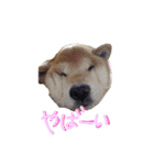 3匹の柴犬ちゃん（個別スタンプ：22）