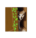 3匹の柴犬ちゃん（個別スタンプ：23）